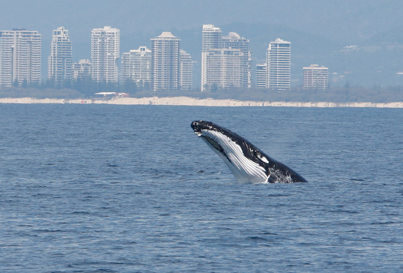Whale Lunging Gold Coast
